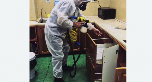 Уничтожение насекомых в квартире. Краснозаводск