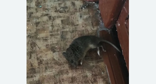Дезинфекция от мышей в Краснозаводске