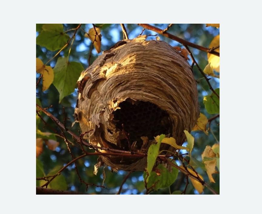 Обработка от шершней в Краснозаводске