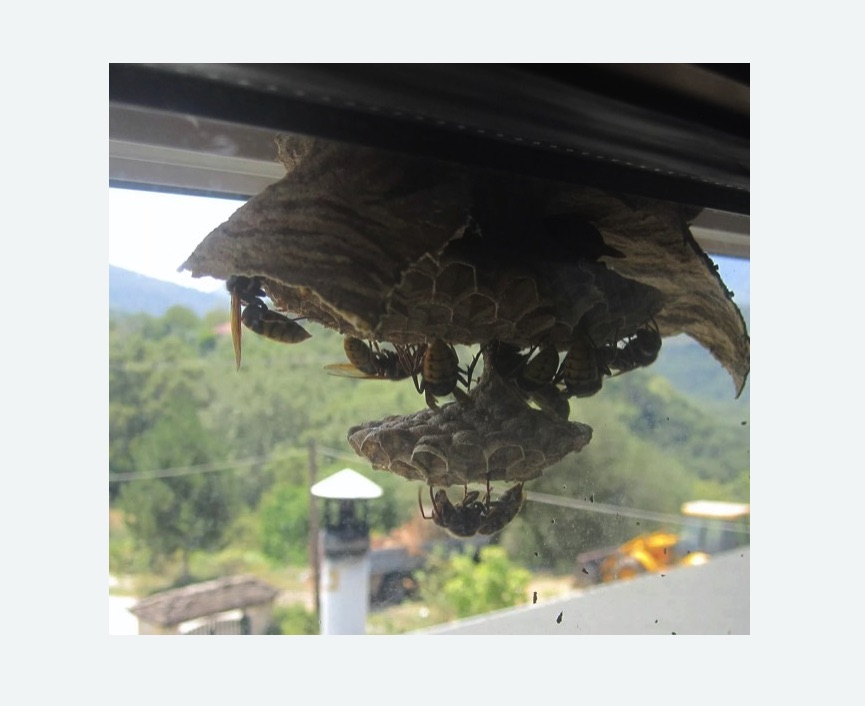 Уничтожение гнёзд шершней в Краснозаводске