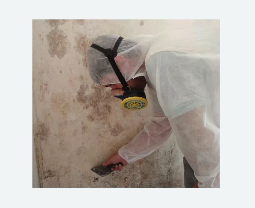 Обработка стен от плесени в Краснозаводске