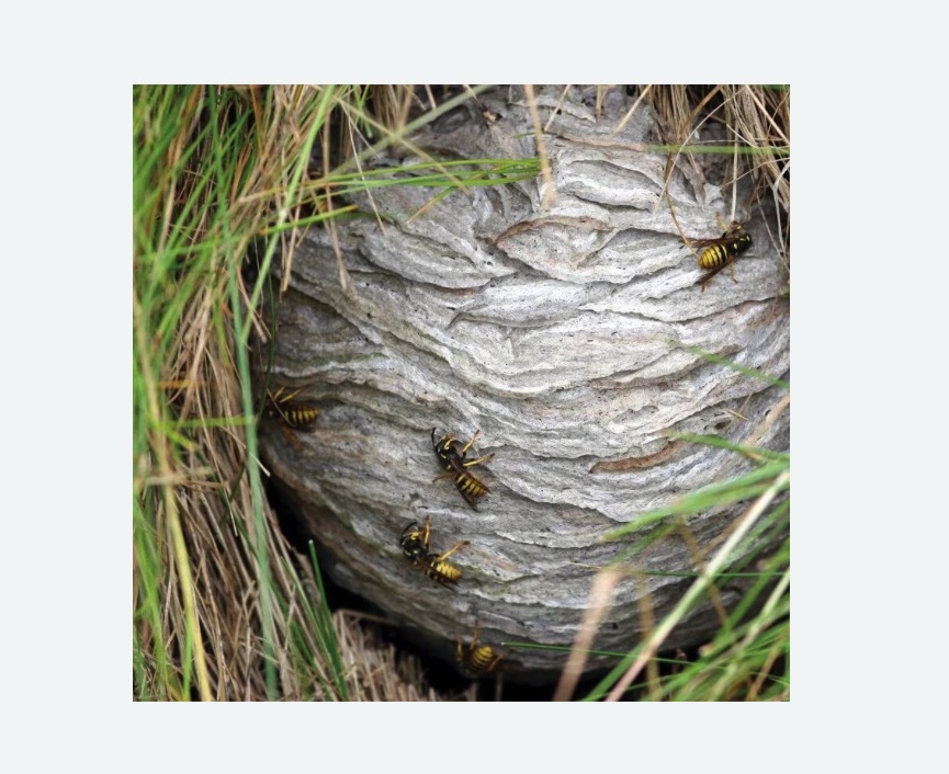 Уничтожение ос и ульев в Краснозаводске